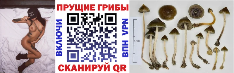 Псилоцибиновые грибы прущие грибы  Купить  Коряжма 